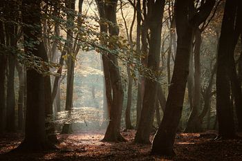 Speulderbos der Wald der tanzenden Bäume