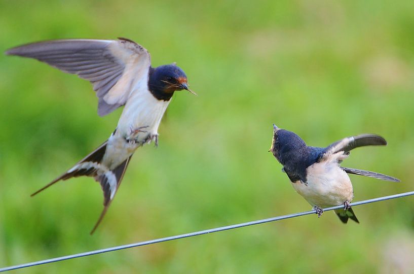 Aanvliegen met voer by Hannie de Graaff