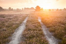 La lande de Lunebourg en fleur sur Jiri Viehmann