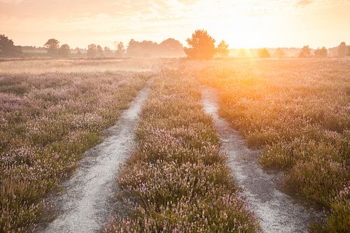 Lüneburger Heide in bloei