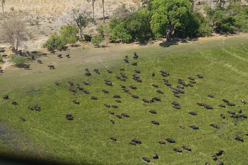 Buffels in de diepte van Erna Haarsma-Hoogterp