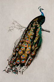 An elegant peacock perched on a branch in a vintage linen style by Studio Pieternel