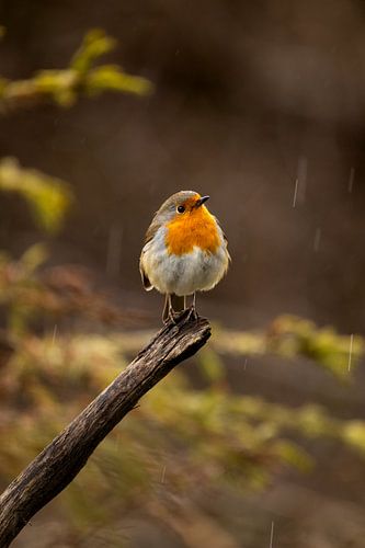 Rotkehlchen im Sommerregen