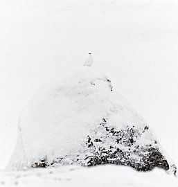 Male Ptarmigan (Lagopus mutus) perched on a rock in the snow by AGAMI Photo Agency