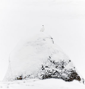 Schneehuhnmännchen (Lagopus mutus) auf einem Felsen im Schnee