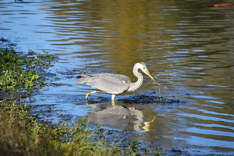 Reiger in het water  van Susan Dekker