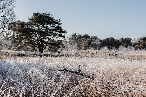 Ochtendwandeling op de hei