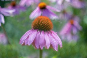 Schöne Echinacea-Blüte in Nahaufnahme