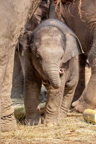 Junger Elefant unter den Pfoten der Elefantenmutter von Marcel Derweduwen