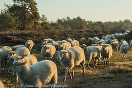 Los geht's! von Irma Huisman