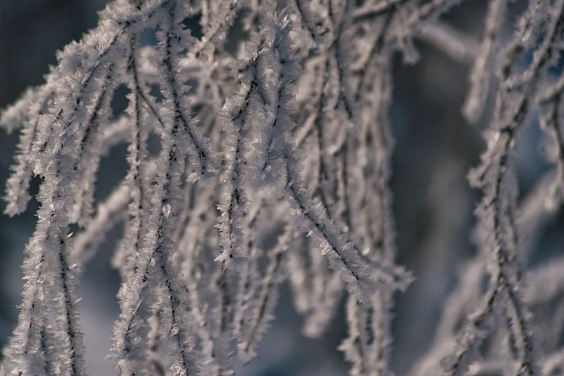 close up van sneeuwvlokken. van Robinotof