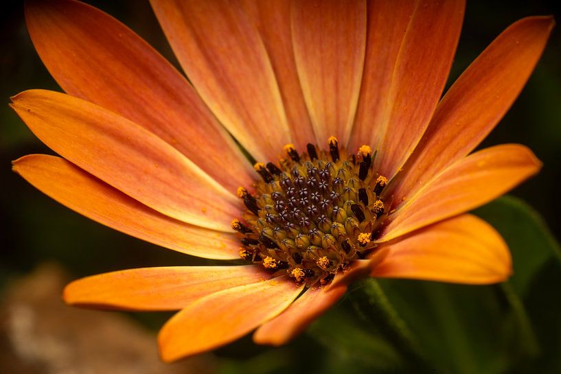 Florale Fotografie von Egon Zitter