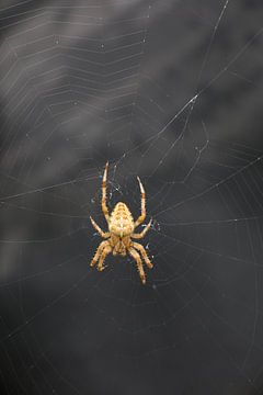 Araneus Diadematus een kruisspin tegen een zwarte achtergrond