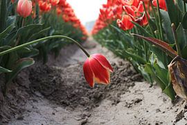Tulip fields in Goeree-overvlakee by Linda van Rij