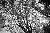 Zonlicht door de bomen - deel 1