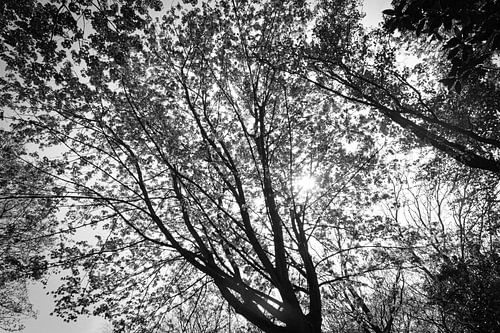 Lumière du soleil à travers les arbres - Partie 1