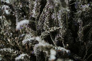 Getrockneter Lavendel Nahaufnahme | Niederlande (Holland)