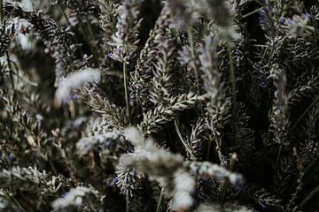 Gedroogde lavendel close up foto | Nederland (Holland)