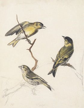 Three sparrows on a branch, Stephanus Hendrik Willem van Trigt by Teylers Museum