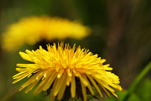Madeliefje in macro – gele bloem tegen een achtergrond van groen bokeh