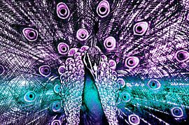 Flaunting peacock in shades of blue and purple by Michar Peppenster