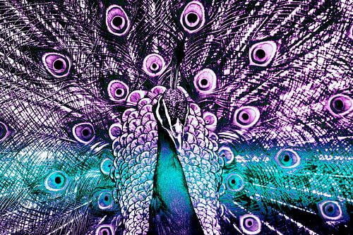 Flaunting peacock in shades of blue and purple