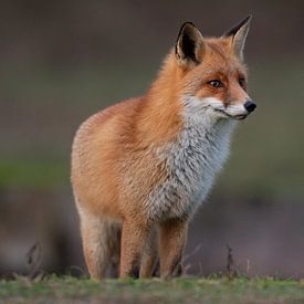 Fuchs von Dennis Bresser