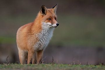Fox by Dennis Bresser