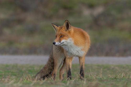 The bold fox