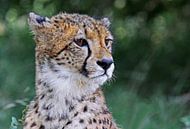 Gepard - Afrika wildlife von W. Woyke Miniaturansicht