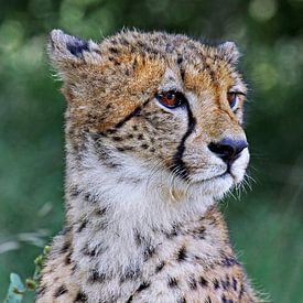 Gepard - Afrika wildlife von W. Woyke