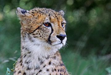 Cheetah - Africa wildlife van W. Woyke