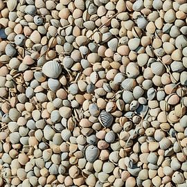 Muscheln Sand Mittelmeer