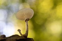 Porcelain fungus