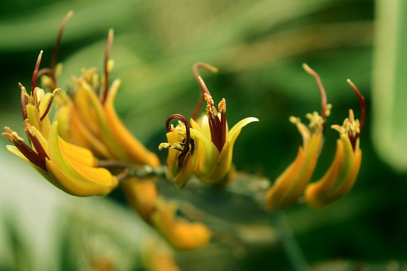 Honey yellow by True Color Stories