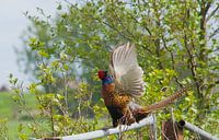 Pheasant goes flying by joyce kool thumbnail