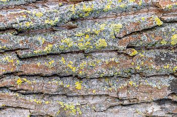 Boomschors - Structuur