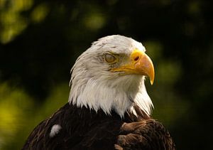 Amerikanischer Weißkopfseeadler.
