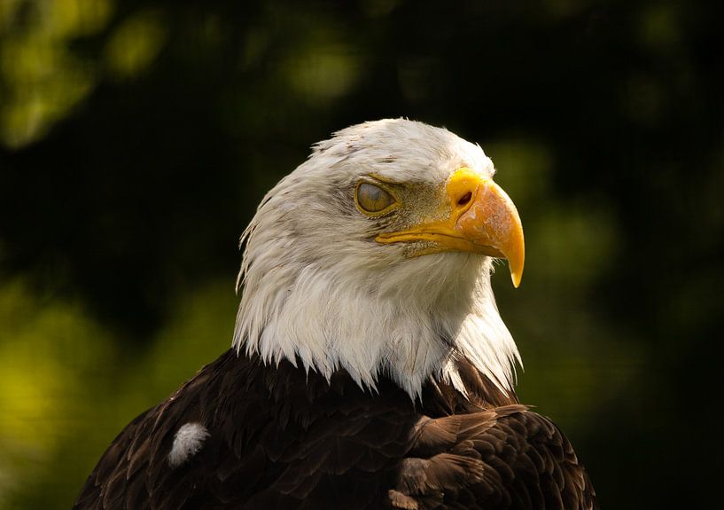 Amerikaanse zeearend. van Wouter Van der Zwan