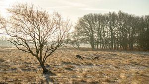 Amsterdams Waterleidingduinen van Dirk van Egmond