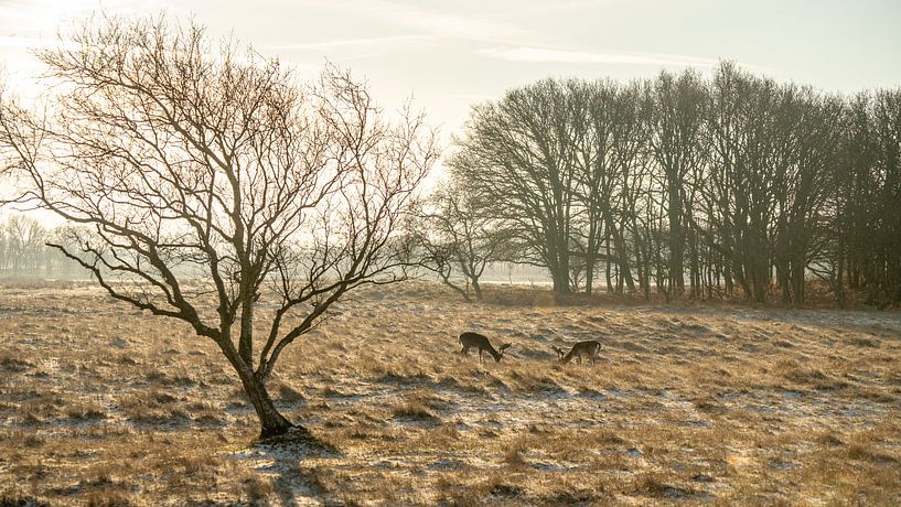 Amsterdams Waterleidingduinen par Dirk van Egmond