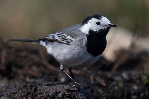Wagtail
