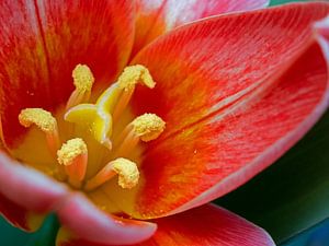 Blick in die Blüte einer Tulpe von Katrin May