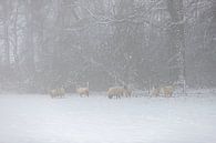 Sheep in a snowy environment in the fog by Kim Willems thumbnail