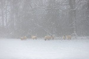 Schapen in een sneeuw omgeving in de mist van Kim Willems
