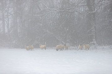 Sheep in a snowy environment in the fog by Kim Willems