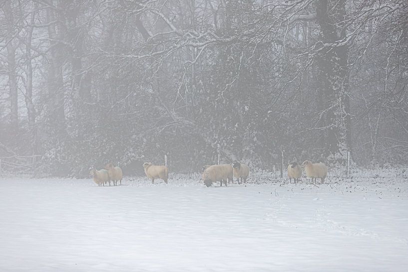 Sheep in a snowy environment in the fog by Kim Willems