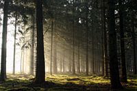 into the light