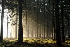 ins Licht von Irene Grabienski