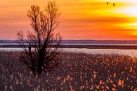 Oostvaardersplassen at dawn von AGAMI Photo Agency Miniaturansicht